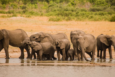 View of elephant drinking water