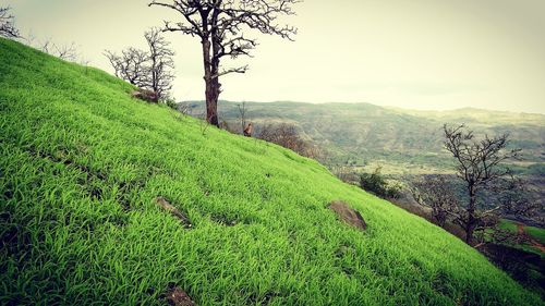 Scenic view of grassy field