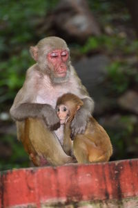 Monkey sitting outdoors