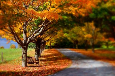 Close-up of tree during autumn