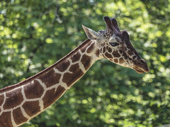 Close-up of giraffe in zoo