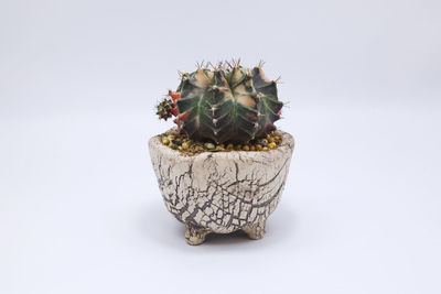 Close-up of succulent plant against white background