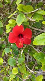 Close-up of red hibiscus flower