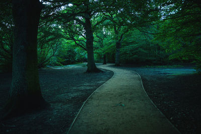 Empty road along trees in forest