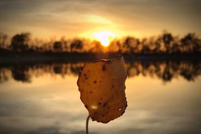 Close-up of orange leaf floating on lake during sunset