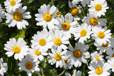 Close-up of white daisy flowers