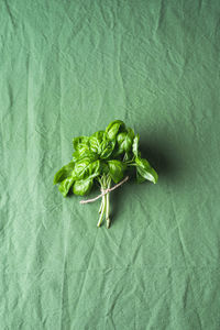 High angle view of green leaf