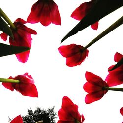 Close-up of pink flowers