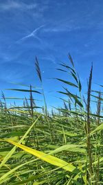 Plants growing on field against blue sky