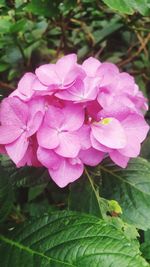 Close-up of flower blooming outdoors