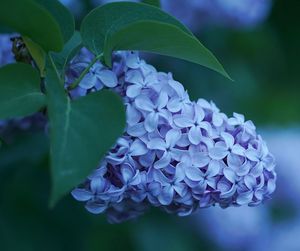 Close-up of purple hydrangea blooming outdoors