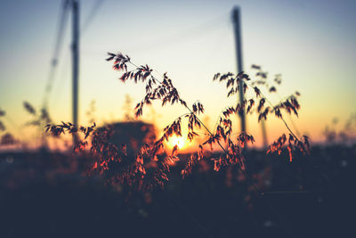 Close-up of silhouette plants on field against sky during sunset