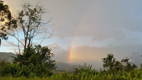 Scenic view of rainbow over trees against sky