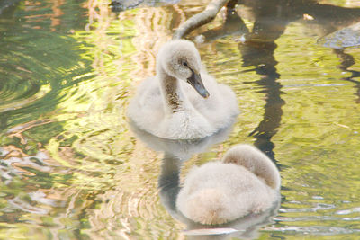Close-up of swan swimming in lake