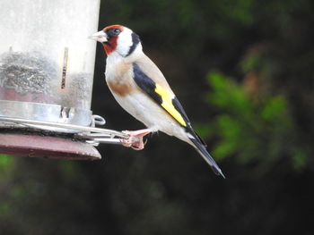 Close-up of bird perching on feeder