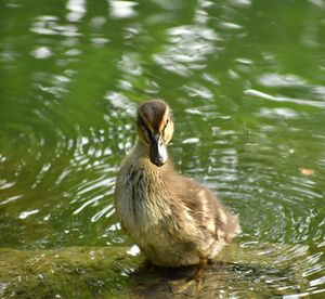 Duck swimming in lake