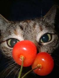 Close-up portrait of red cat