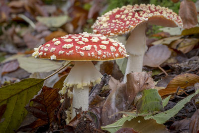 Close-up of mushroom growing on field