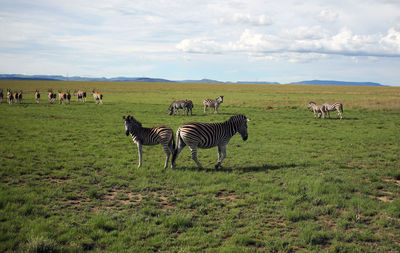 Zebra in a field