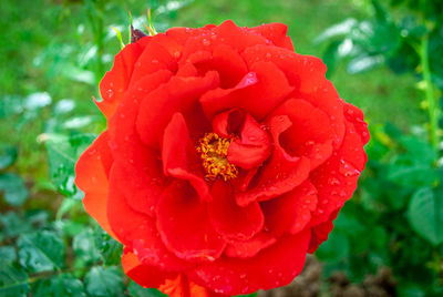 Close-up of red rose flower