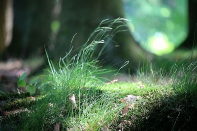 Close-up of plant growing on field