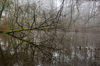 Reflection of bare trees in lake