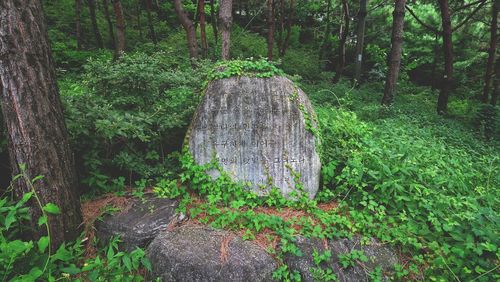 Tree stump in forest