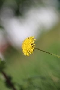 Close-up of yellow flowering plant