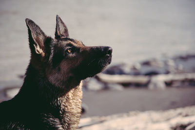 Close-up of dog on beach against sky