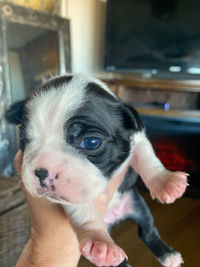 Close-up of hand with dog