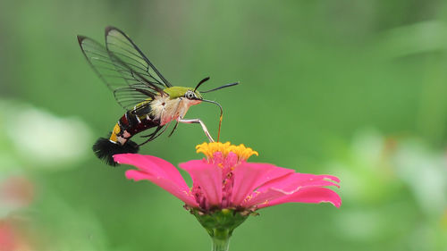 Close-up of butterfly pollinating on pink flower