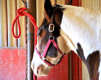 Close-up of horse drinking