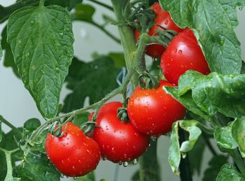 Close-up of wet fresh cherry tomatoes growing on plant