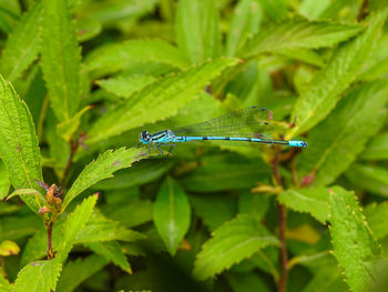 Close-up of insect on leaf