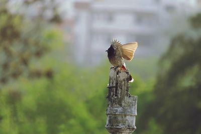 Close-up of bird flying over wooden post