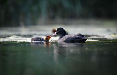 Ducks swimming in lake