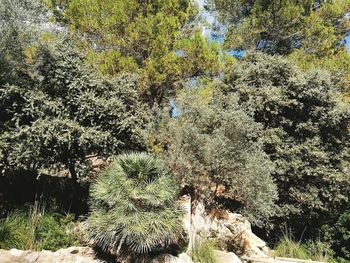 Cactus growing in forest