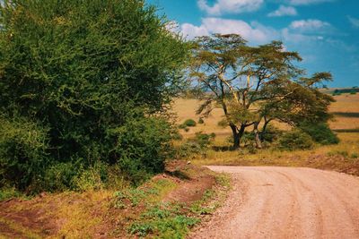 Dirt road amidst trees and grassland in nairobi national park, kenya