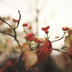 Close-up of red flowers