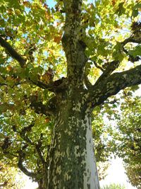 Low angle view of tree