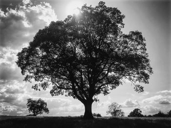 Silhouette tree on field against sky