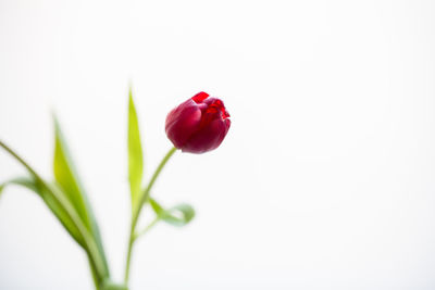 Close-up of red tulip against white background