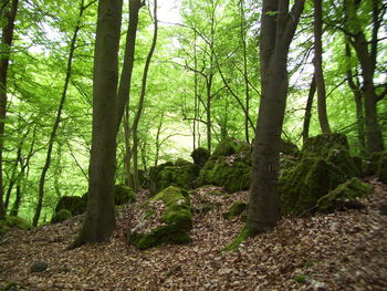 Trees in forest