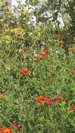 Red berries on plant