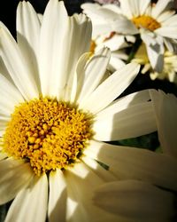 Close-up of white flower