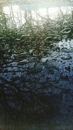 Reflection of tree in lake