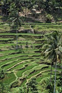 High angle view of agricultural field