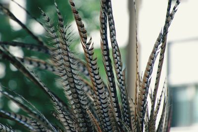 Close-up of feathers 