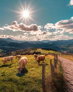 View of a sheep on landscape