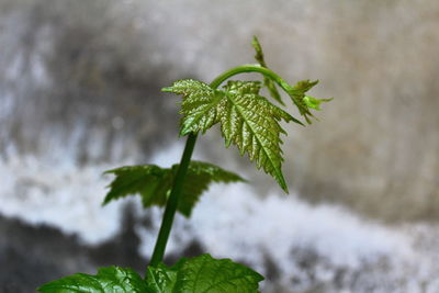 Close-up of wet plant